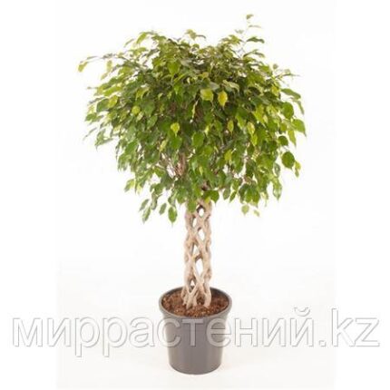 ФИКУС ЭКЗОТИКА ШТАМБ ТУБЕ (140 см)