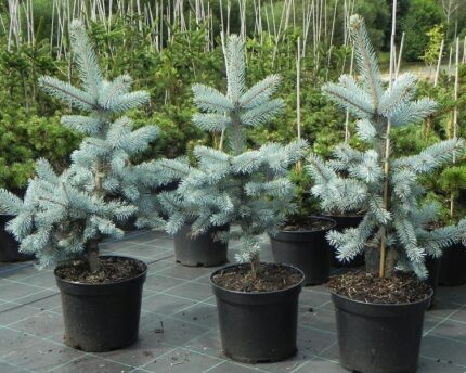 Ель голубая "Хупси" (Hoopsii)  С10