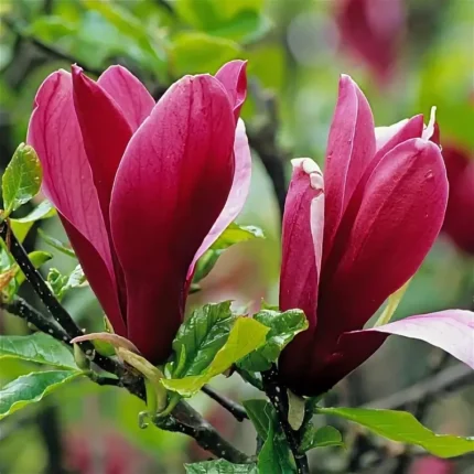Магнолия лилиецветная "Нигра" ( lilieflora Nigra) c5