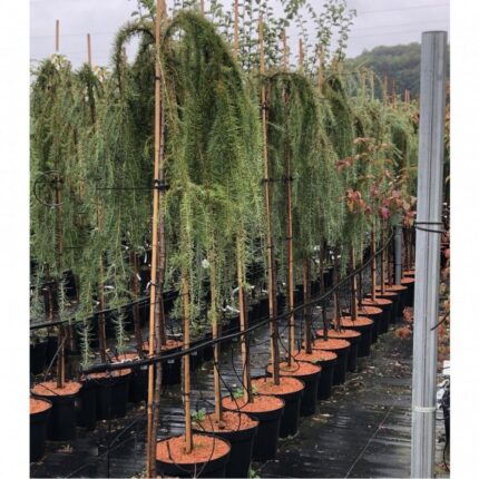 Лиственница pendula Steef Weeper штамб 180 см
