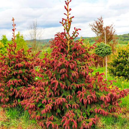 Ель обыкновенная Ридал (Picea abies Rydal) С20 (80-100 см)